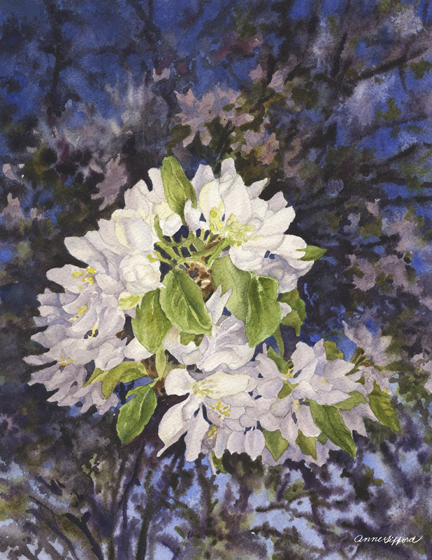 Apple Blossoms at Dusk by Anne Gifford