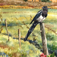 Magpie by Anne Gifford