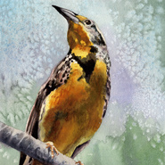 Meadowlark by Anne Gifford