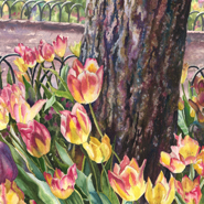 Tulips on the Mall by Anne Gifford