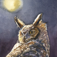 Night Owl by Anne Gifford